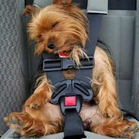 Dog Fabric, Sleeping Dog Fabric, Going for a ride 1464
